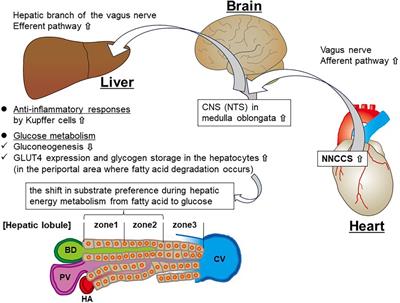 Potential effect of the non-neuronal cardiac cholinergic system on hepatic glucose and energy metabolism